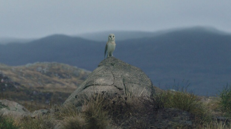 Morai on a rock