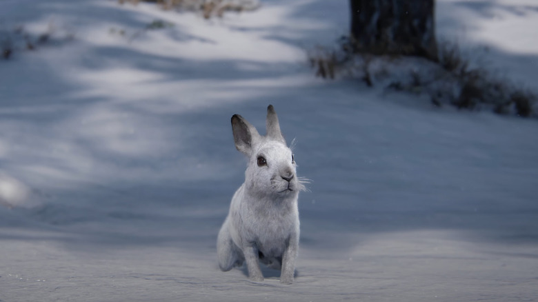 White bunny in snow