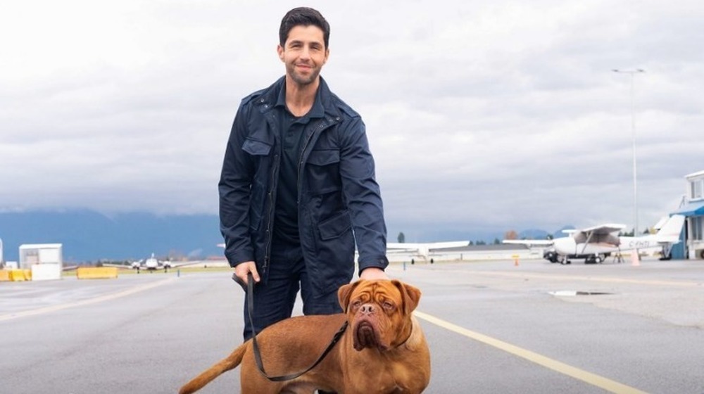 Josh Peck along with French Mastiff costar in Turner & Hooch