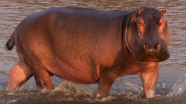 A hippo standing in shallow water