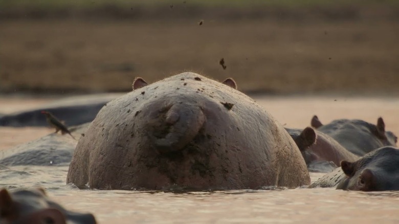 A hippo's backside