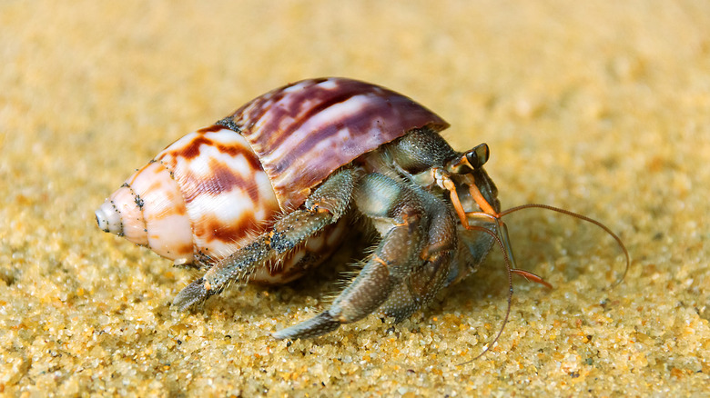 Hermit crab