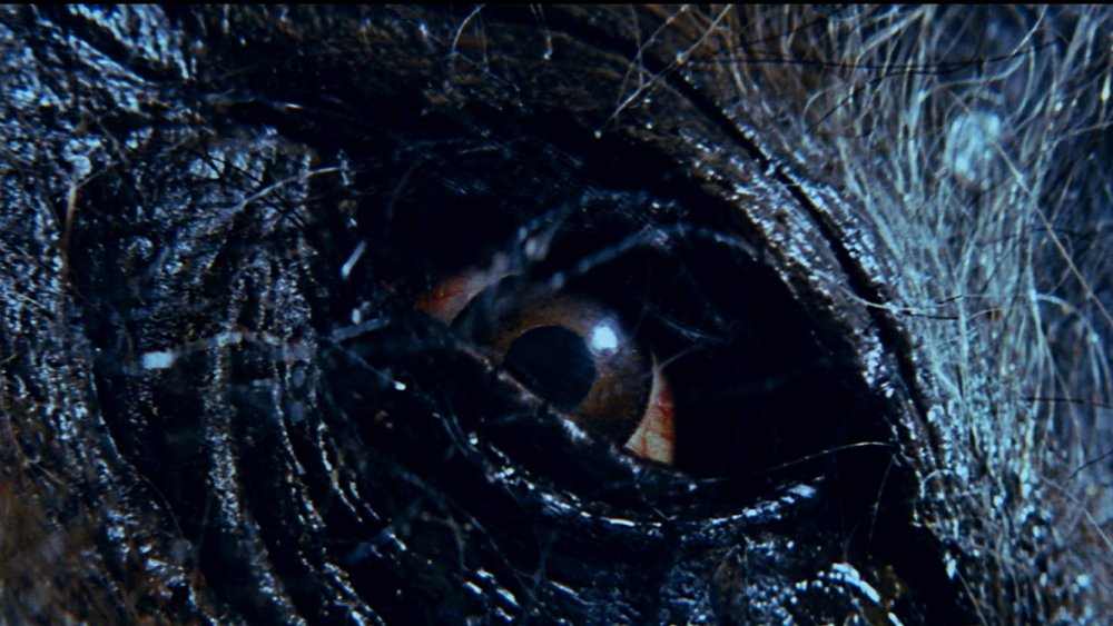 Razorback eye