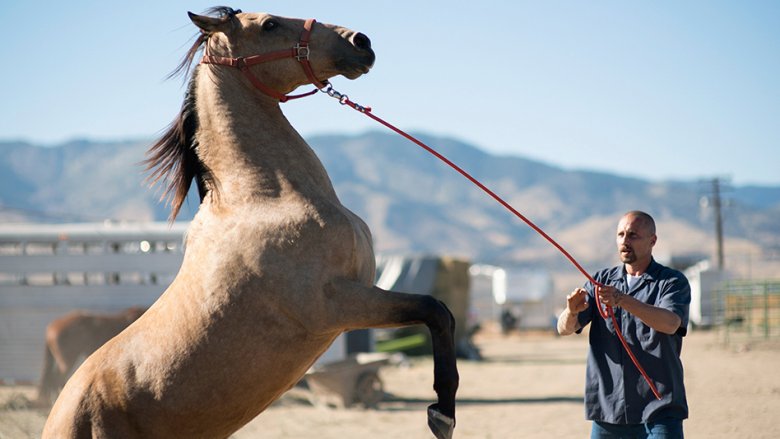 Scene from The Mustang