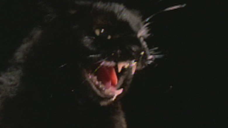 Black cat hissing