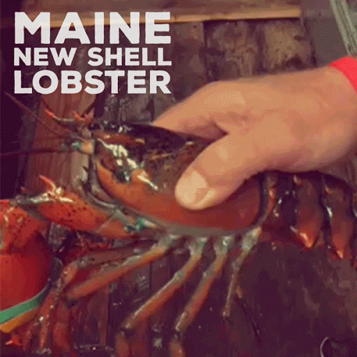 lobster