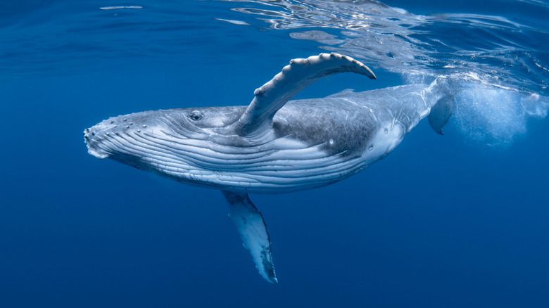 Humpback Whale