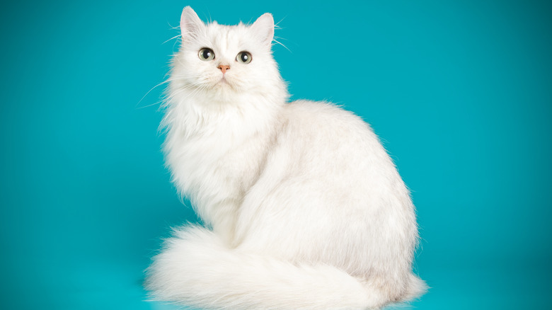 White Scottish Straight Longhair Cat