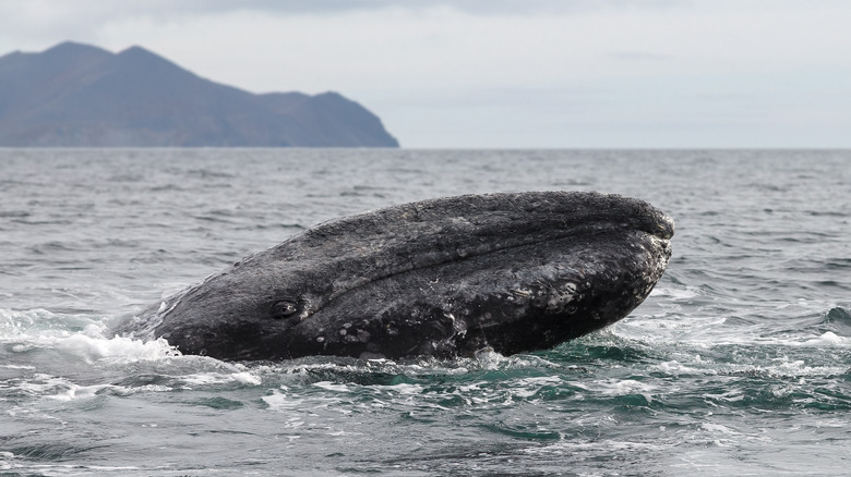 Head of a gray whale