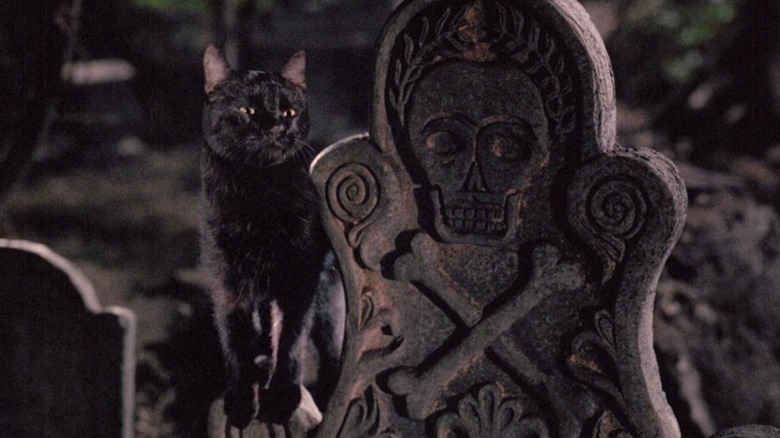 Binx standing on a grave