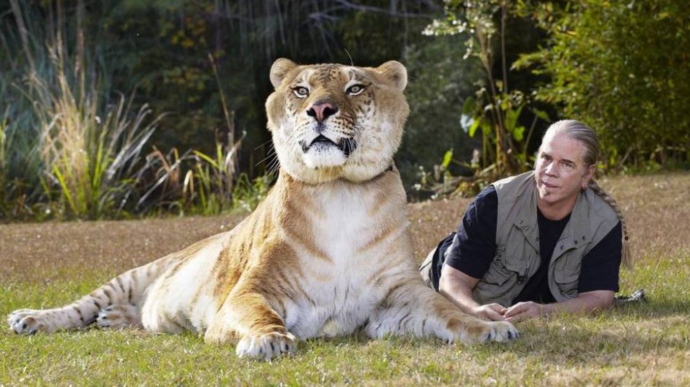 Doc Antle posed with one of his liger hybrids