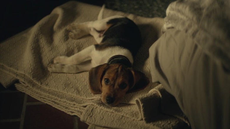 Beagle puppy in John Wick