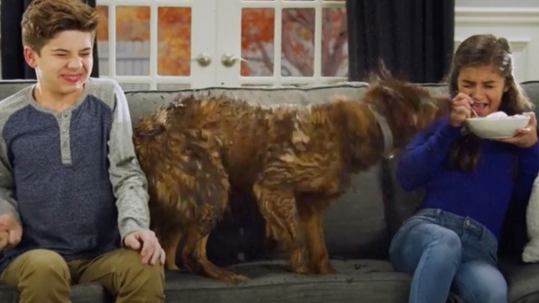 Dog ruining the couch with mud