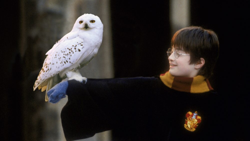 Harry and Hedwig in Harry Potter