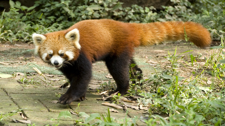 Red panda walking