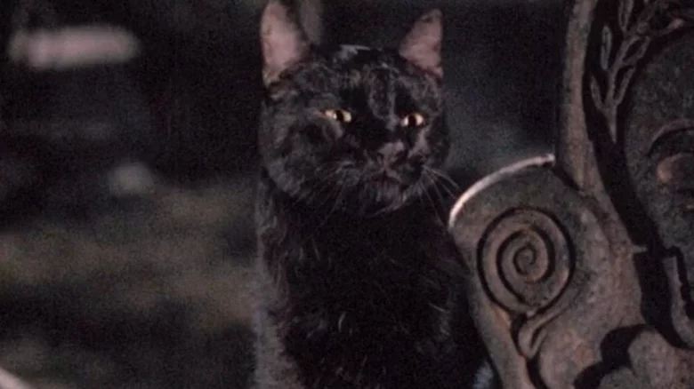 What Only Hardcore Hocus Pocus Fans Know About Binx The Cat's Portrayal