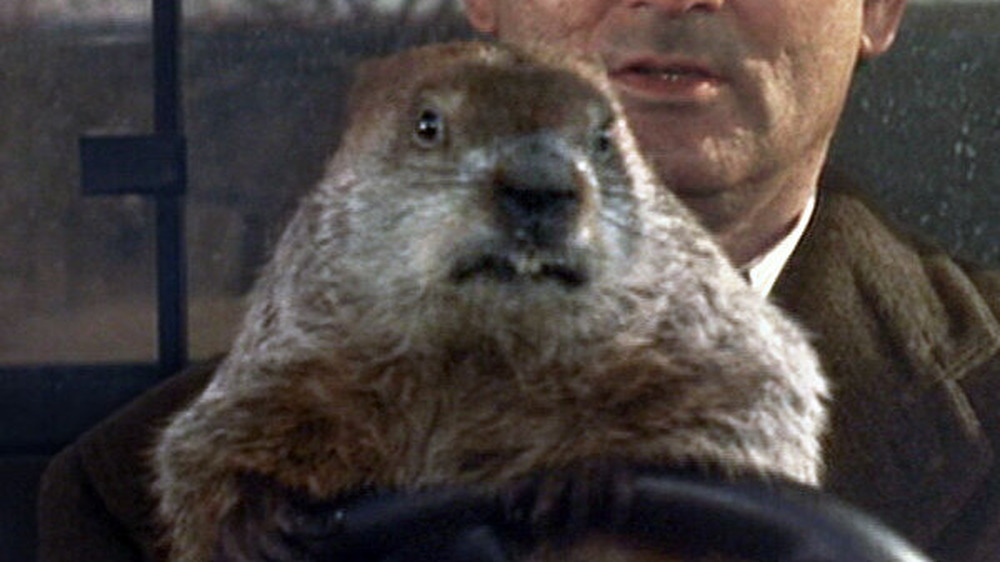 Scooter, the groundhog in Groundhog Day