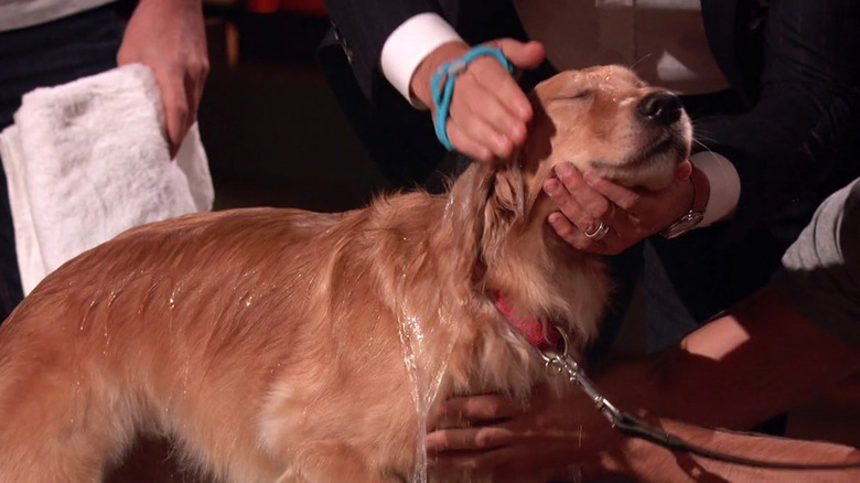 Aquapaw demonstration on a dog