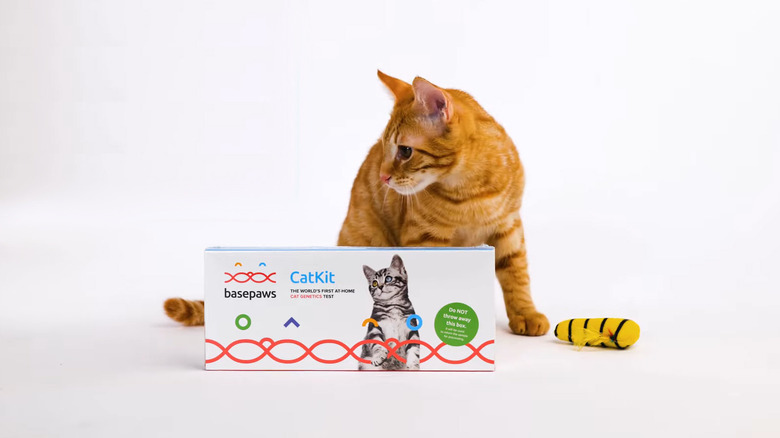 Orange Cat with DNA Kit