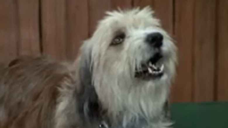 Tiger the Dog on "The Brady Bunch"