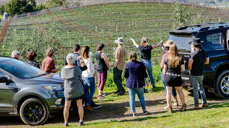 Crowd surveying vineyard