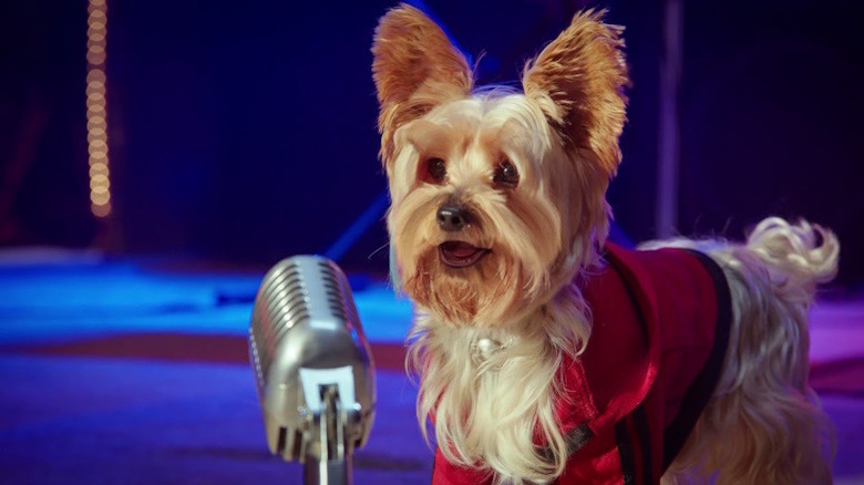 dog at microphone