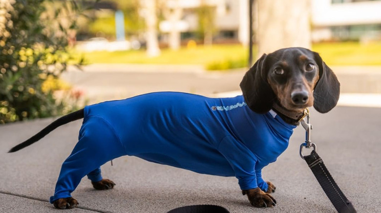 Weiner dog in Shed Defender