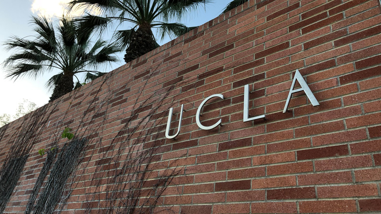 palm trees at UCLA