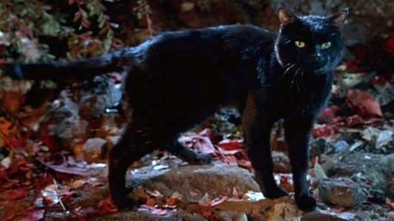 Thackery Binx in cat form