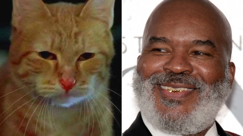 A menacing cat and David Alan Grier in 2022