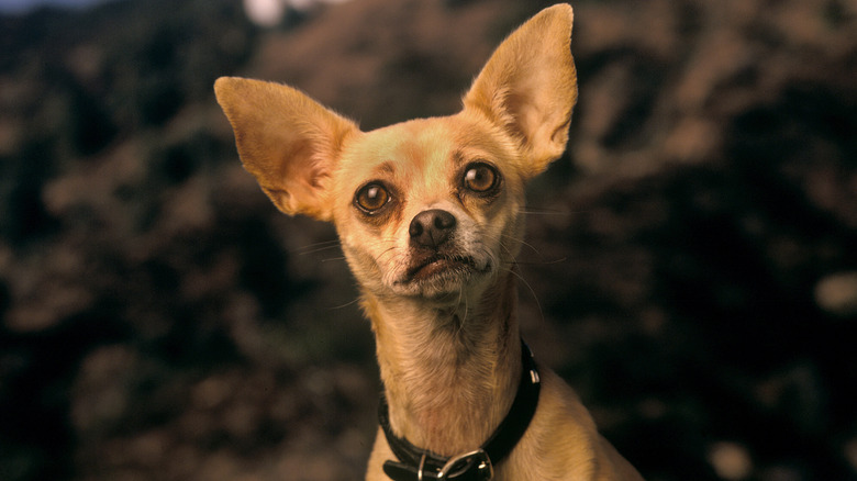 Taco Bell chihuahua by hillside