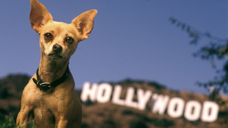 Taco Bell chihuahua by Hollywood sign