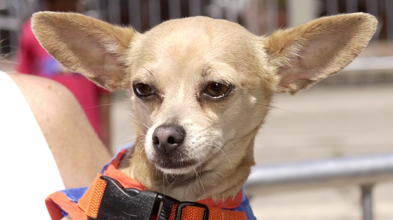 Gidget wearing harness