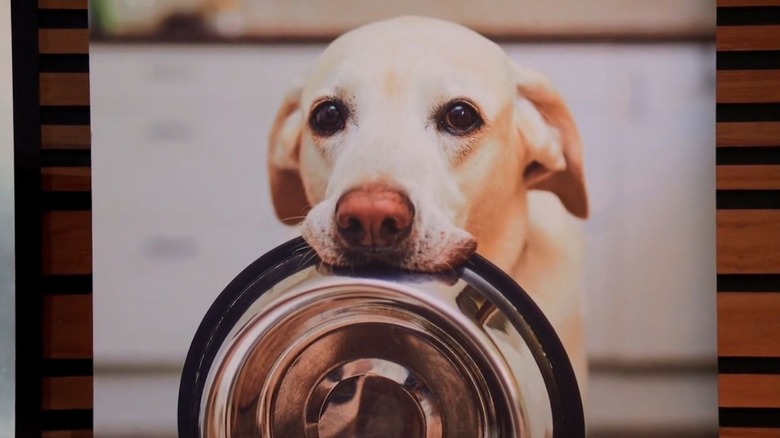 A dog holds a water bowl