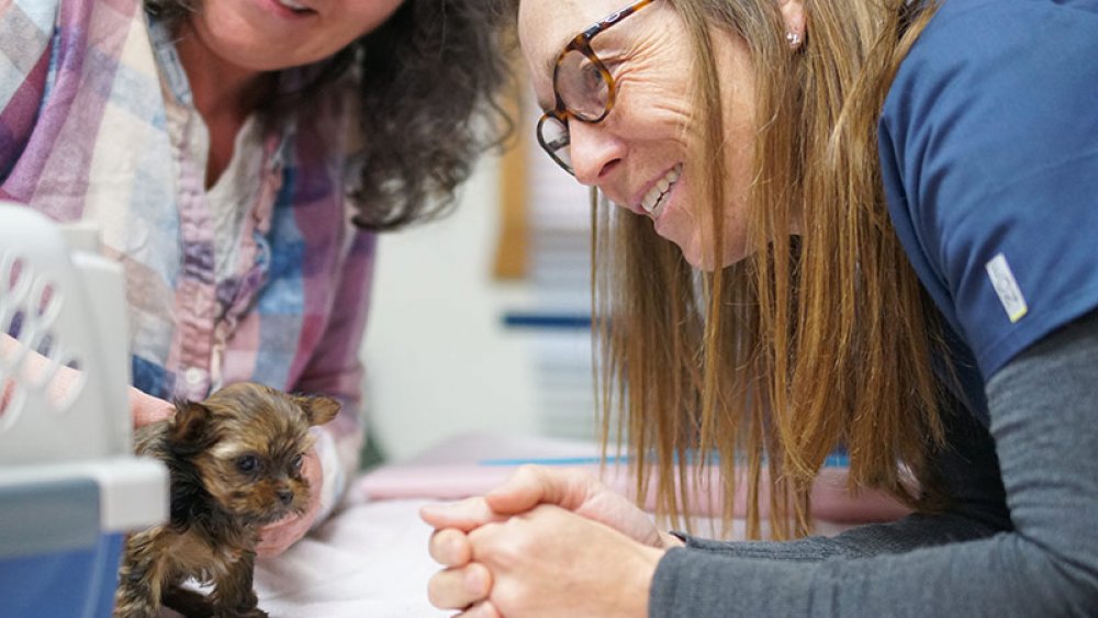 Dr. Michelle Oakley treats a puppy on Dr. Oakley, Yukon Vet