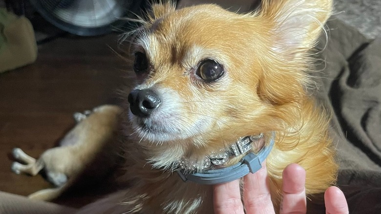 Rosie the dog with her sparkly name on a collar