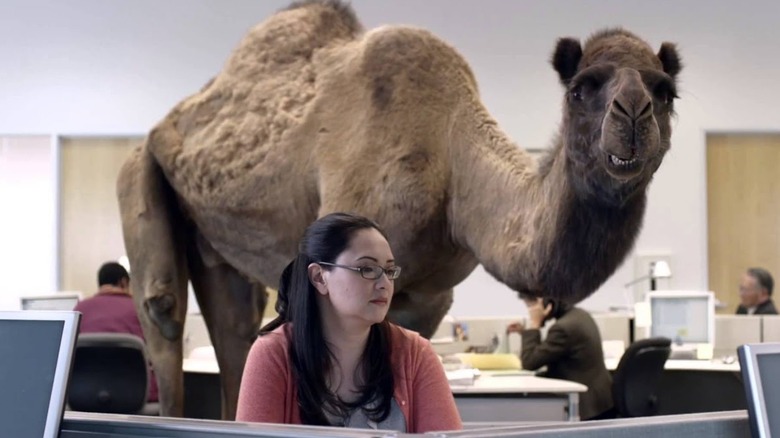 Camel in office Geico ad