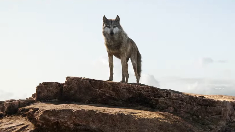 Akela stands on a rock formation