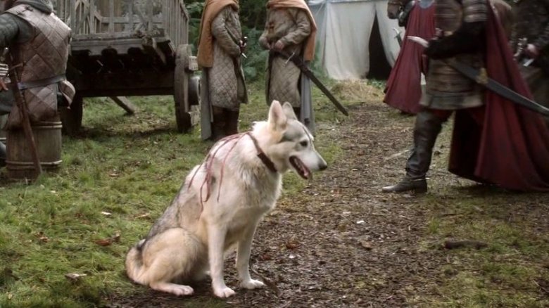 Sansa's direwolf Lady in Game of Thrones