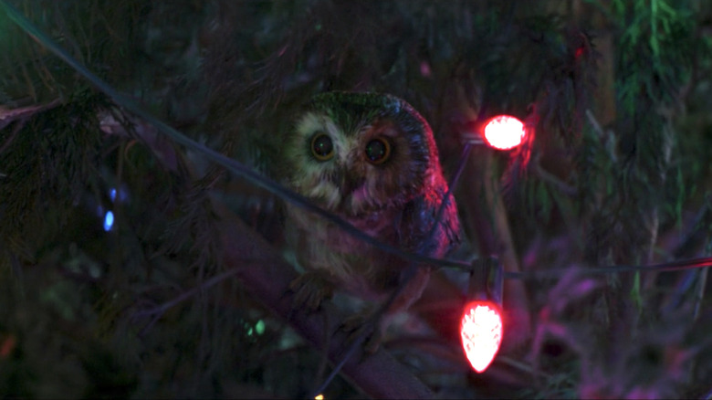 Owl hiding in Christmas tree