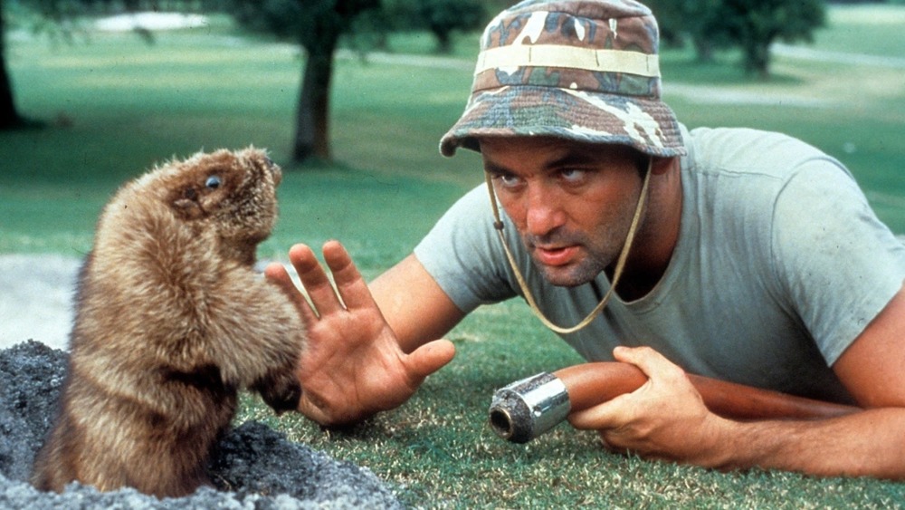 Bill Murray getting the gopher