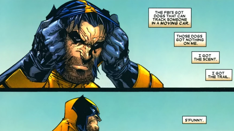 Wolverine sniffs his own legs