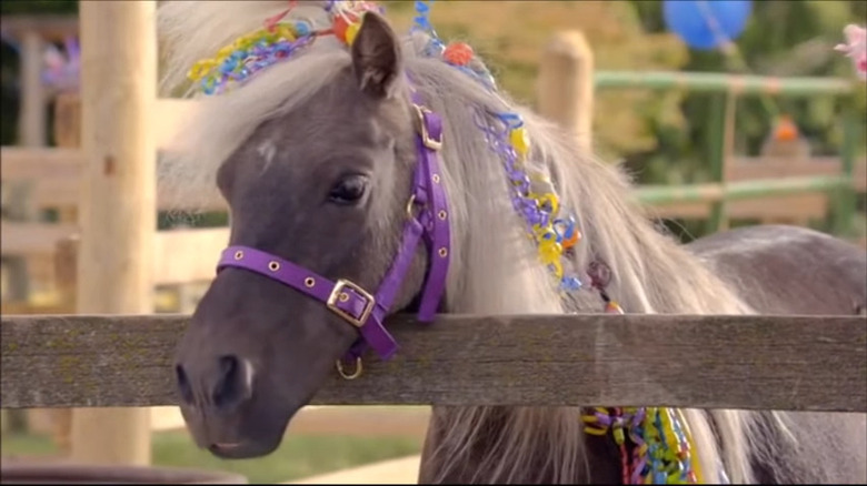 gray horse wearing purple bridle